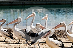 Pelicans on Phillip Island in Victoria, Australia