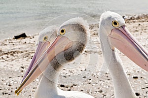 Pelicans on Phillip Island in Victoria, Australia