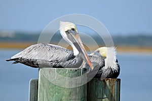 Pelicans on pilings