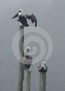 Pelicans on pilings foggy morning