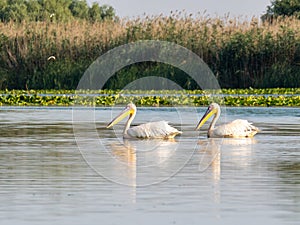 Pelicans on Potcoava de Sud lake, Danube Delta, Romania