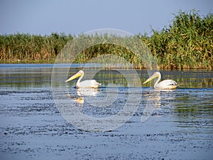 Pelicans on Potcoava de Sud lake, Danube Delta, Romania