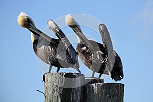 Pelicans Preening