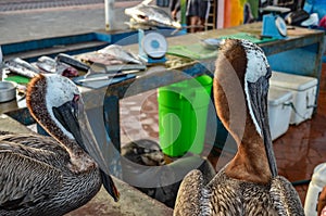 Pelicans at the Puerto Ayora fish market, on Isla Santa Cruz, Galapagos Islands