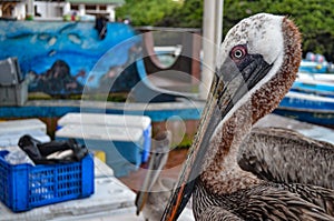 Pelicans at the Puerto Ayora fish market, on Isla Santa Cruz, Galapagos Islands