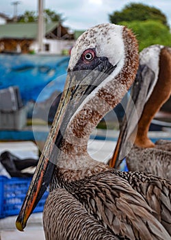 Pelícanos sobre el El mercado sobre el galápagos islas 