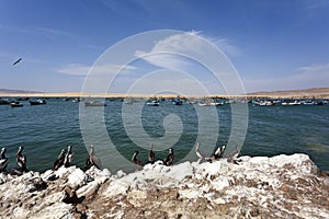 Pelicans - Reserva National de Paracas national park in Ica Peru, South America