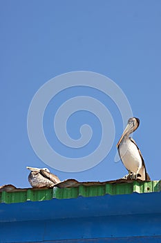 Pelicans at Rest photo