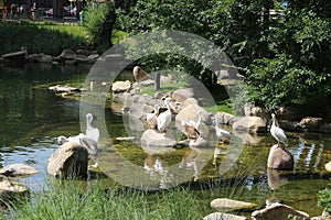 Pelicans rest on a pond in a zoo