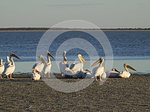 Pelicans
