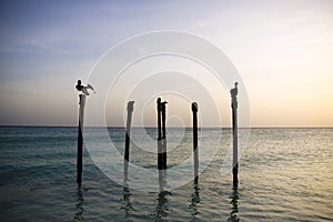 Pelicans resting on Poles