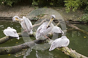 Pelicans on river