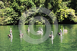Pelicans on river Dulce near Livingston photo