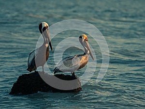 Pelicans on a rock