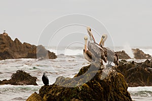 Pelicans on rock