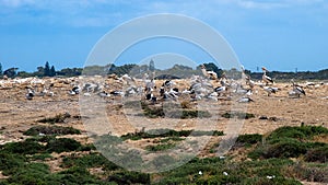 Pelicans in Rockingham, Western Australia, Australia