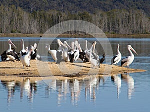 Pelicans on a sandbar