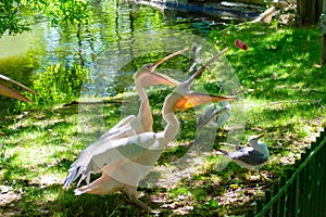 Pelicans at Sea Garden zoo Varna Bulgaria