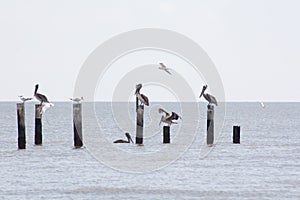 Pelicans and sea gulls resting in the Mississippi Sound