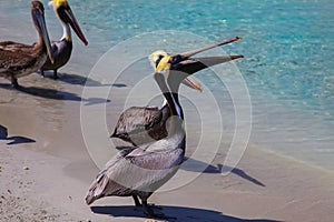 Pelicans on the sea shore on the beach Varadero, Cuba.