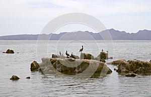 Pelicans and seabirds on rocks
