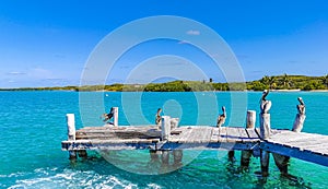 Pelicans seagull birds on port of Contoy island in Mexico photo