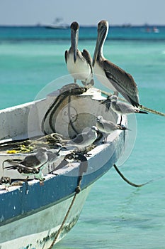 Pelicans and seagulls