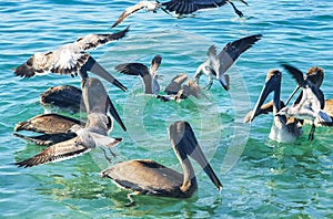 Pelicans and seagulls birds fight over food Puerto Escondido Mexico