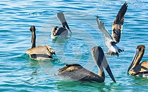 Pelicans and seagulls birds fight over food Puerto Escondido Mexico