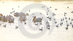 Pelicans and seagulls fishing and hunting together on water