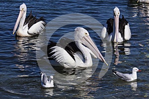 Pelicans and seagulls swimming together