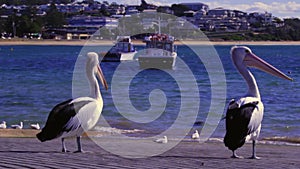 Pelicans and seagulls on a wharf