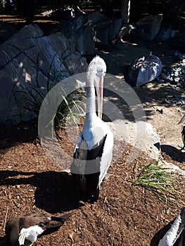 Pelicans at Seaworld