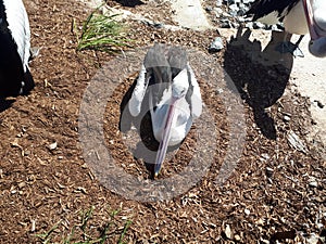 Pelicans at Seaworld photo