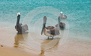 Pelicans in the shore of a beach in Guajira, Cabo de la Vela, Colombia