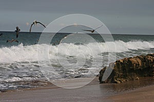 Pelicans on Shoreline