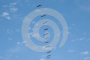 Pelicans in Single Row Flight - Vina Del Mar - Chile