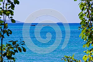 Pelicans sit on boats in the blue ocean, far view to the horizon. Picture framed by green leaves