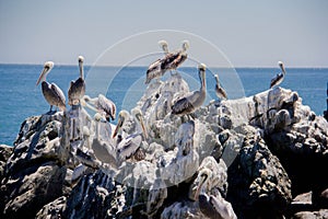Pelicans sitting on white rocks.