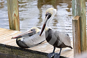 Pelicans Sitting On Wood Dock In Florida