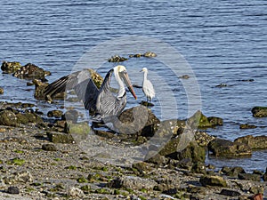 Pelicans and a Snowy Egret Face to Face