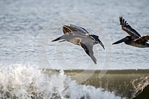 Pelicans soaring over crashing ocean waves