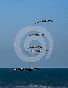 Pelicans Soaring over Daytona Beach