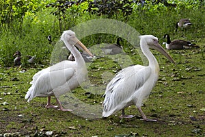 Pelicans in St. James Park, London, England