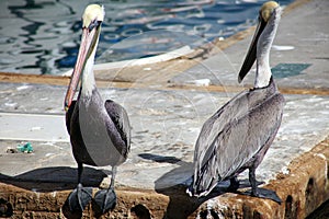 Pelicans standing in deck over the water in ocean Tropical paradise in Los Cabos Mexico