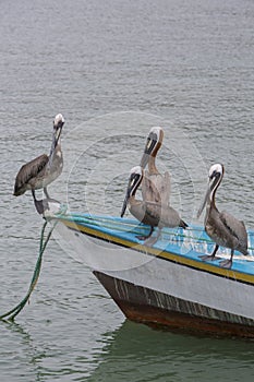 Pelicans standing on fisher boat, Margarita Island