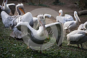 pelicans standing in the grass