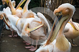 Pelicans standing in line showing their beaks in a zoo