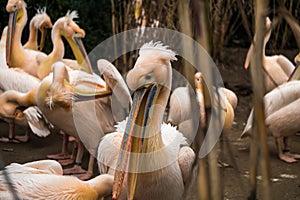 Pelicans standing in line showing their beaks in a zoo