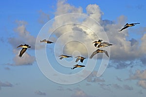 Pelicans at sunrise